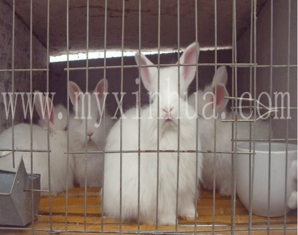 蒙陰長毛兔的飼養(yǎng)有哪些講究？