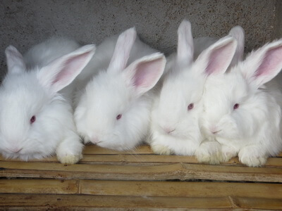 春季的長毛兔怎么打疫苗才對？