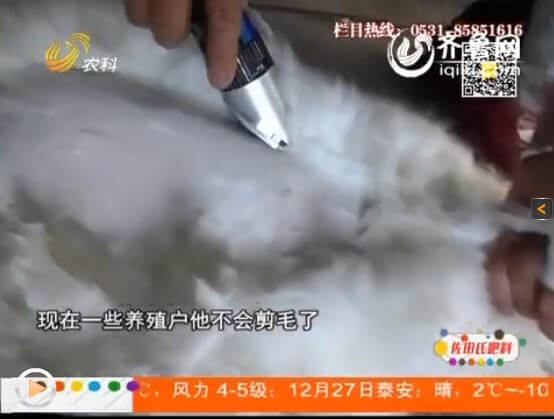 養兔行業進入忌盲目，從問題講起！