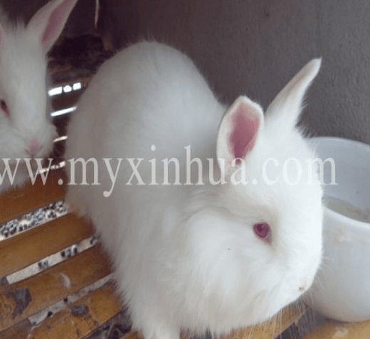 冬季肉兔飼養(yǎng)有幾個(gè)方法要了解