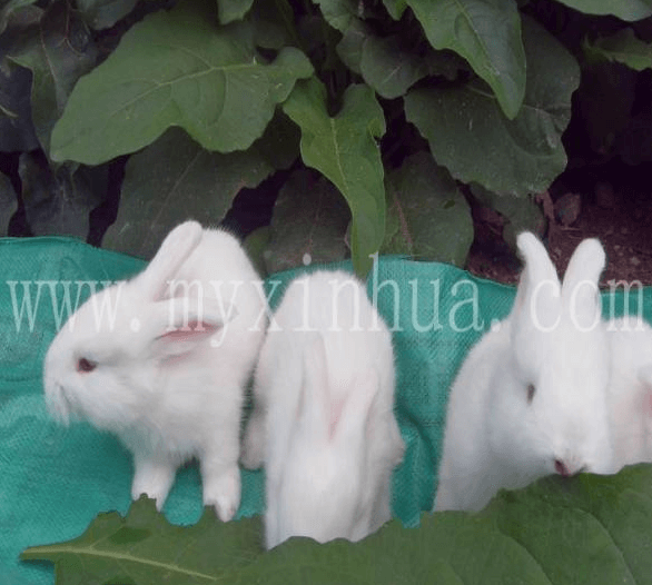 飼養安哥拉兔會有什么基礎備藥？