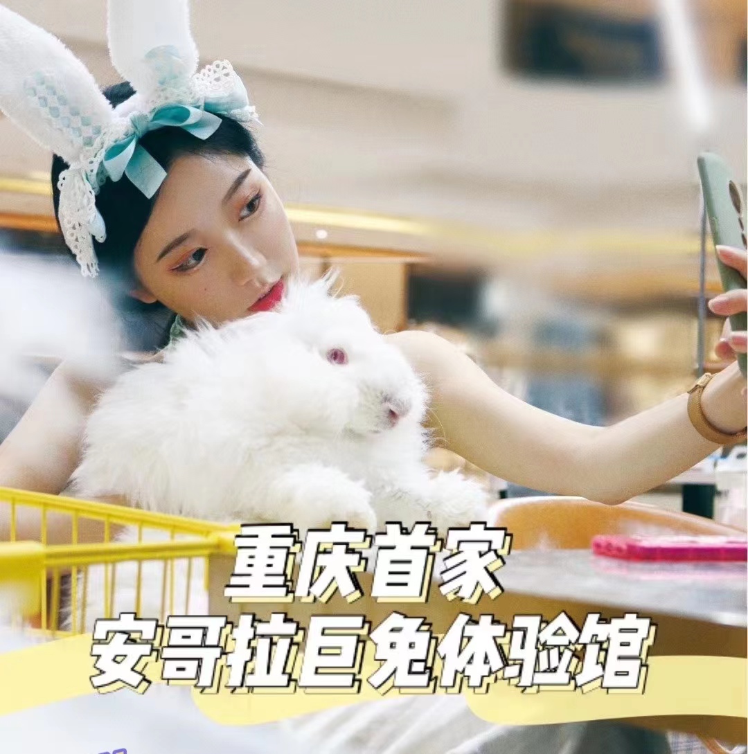 長毛兔養(yǎng)殖不在難，從品種到養(yǎng)殖期限到飼料選擇都有本可依