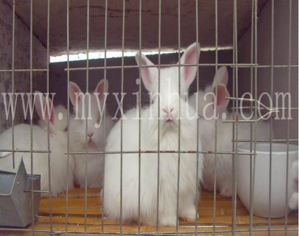蒙陰長毛兔的飼養有哪些講究？