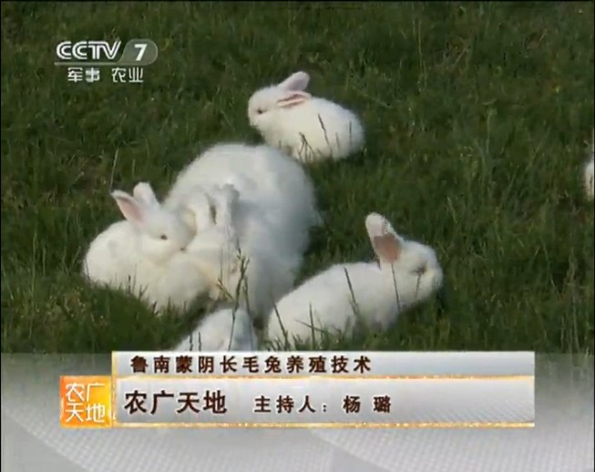 長毛兔